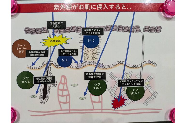 紫外線が入ると