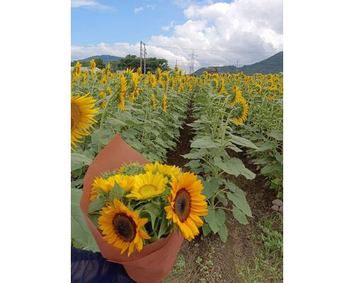 ひまわり花束