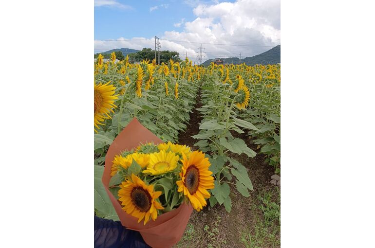 ひまわり花束